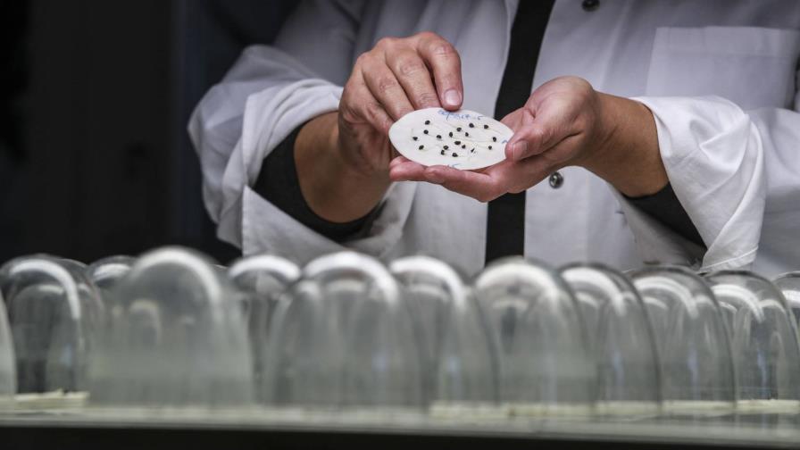 Semillas mejoradas pueden ser la clave contra la crisis alimentaria mundial