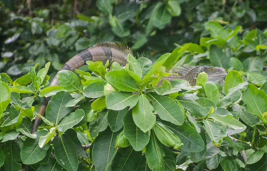 La iguana verde, ¿nueva amenaza     para el parque nacional Los Haitises?