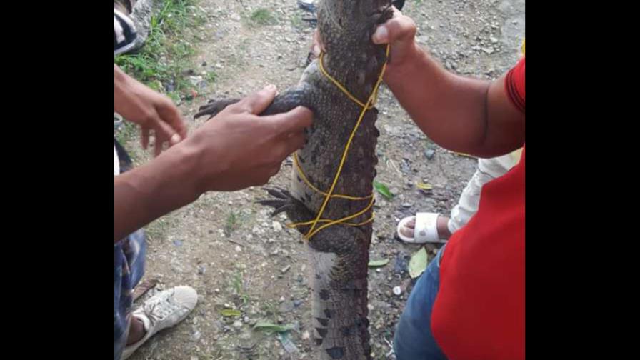 Captores de cocodrilo en Sabana Perdida lo mantienen secuestrado 