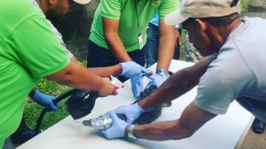 “Coqui” el pequeño cocodrilo llegó muy estresado al Zoológico Nacional