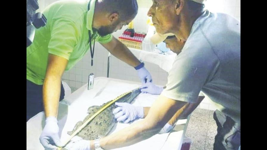 El cocodrilo estaba débil y con “alto estado de estrés” El cocodrilo estaba débil y con “alto estado de estrés”