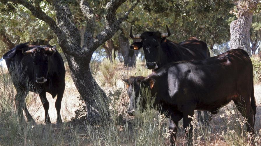 Los herbívoros de gran tamaño son claves para reducir peligro de incendios