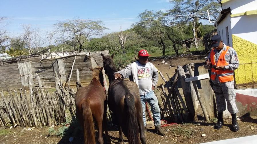 Obras Públicas retira animales de las calles y avenidas para evitar accidentes de tránsito