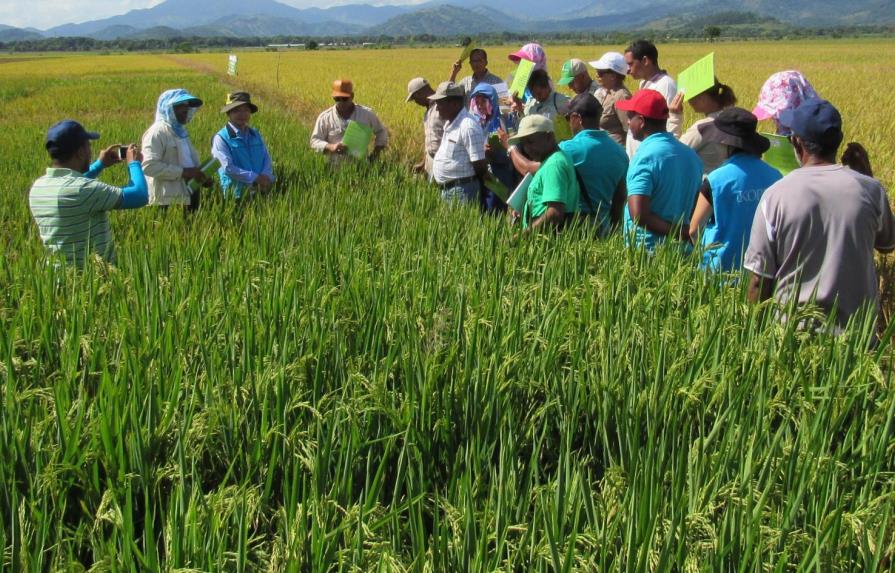 Idiaf y cooperación coreana presentan variedades de arroz