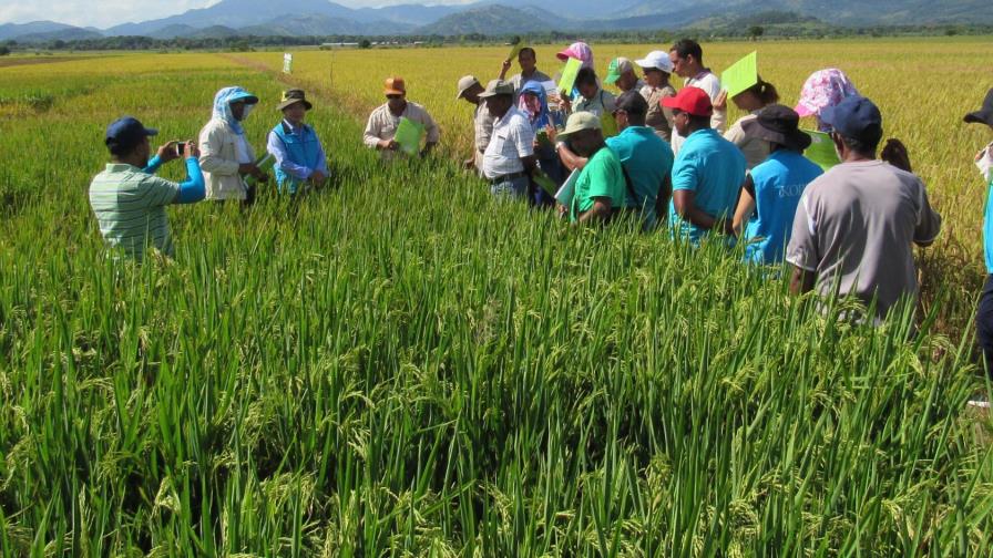 Idiaf y cooperación coreana presentan variedades de arroz