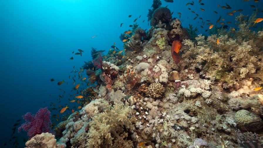 Investigadores alertan del debilitamiento de los corales por el calentamiento