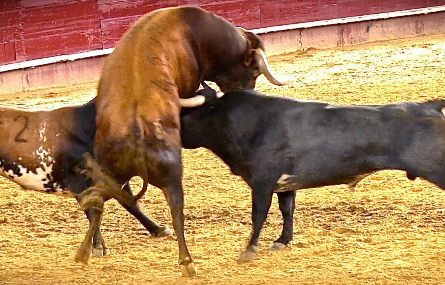 Luchadores de kung fu se pelean con toros en China en una disciplina oriental de la tauromaquia
