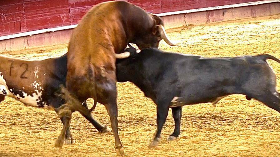 Luchadores de kung fu se pelean con toros en China en una disciplina oriental de la tauromaquia