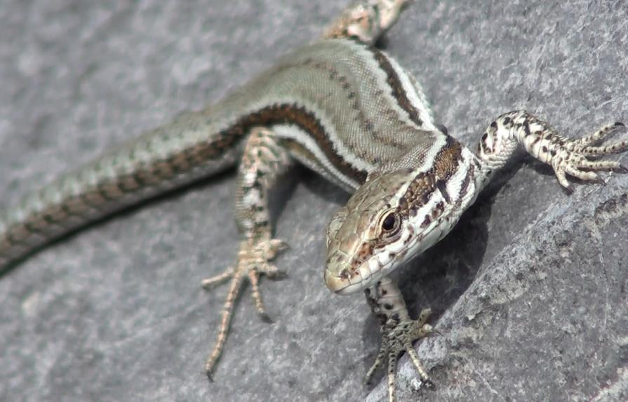 Descubren especie de lagartija en zona de reserva entre Ecuador y Colombia