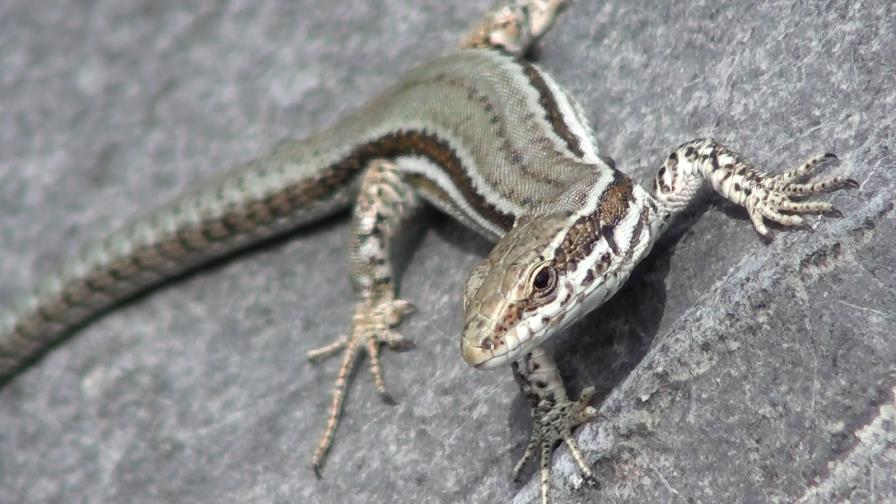Descubren especie de lagartija en zona de reserva entre Ecuador y Colombia