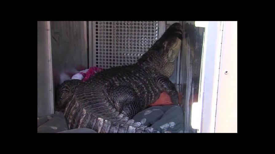 Encuentran un caimán en un jacuzzi de Kansas City