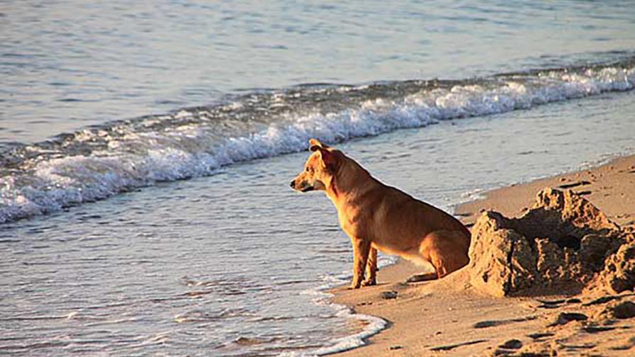 La herida no cicatriza...
Está viejito... ¿Puedo llevarlo a la playa?