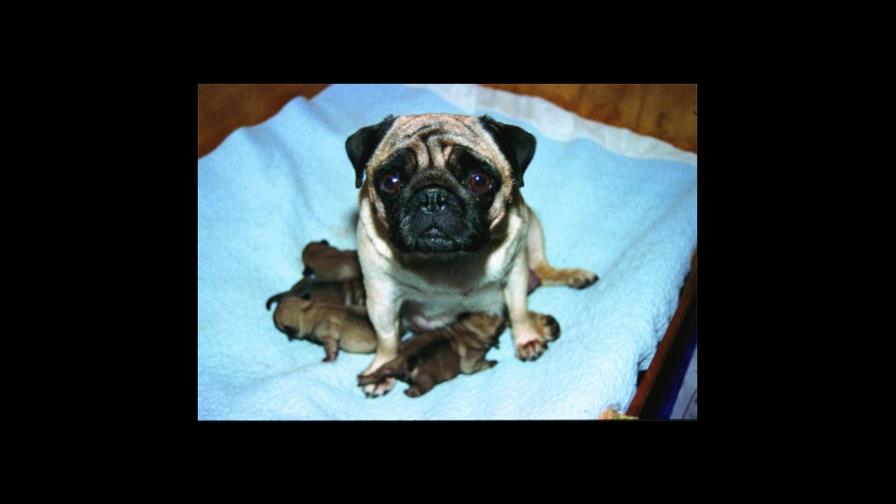 La madre se comió la placenta y otras cosas... La madre se comió la placenta y otras cosas...