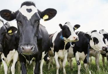 Promotora hace audiciones a vacas para salir en película