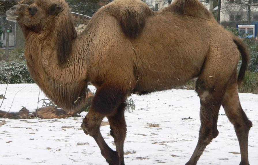En busca del camello más bello en Catar en un certamen que escapa del bloqueo