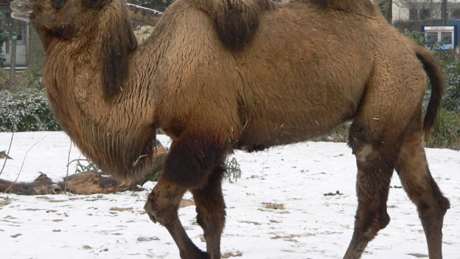 En busca del camello más bello en Catar en un certamen que escapa del bloqueo En busca del camello más bello en Catar en un certamen que escapa del bloqueo