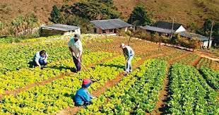 Argentina e IICA ponen en marcha plan de cooperación agrícola con el Caribe
Cooperación agrícola