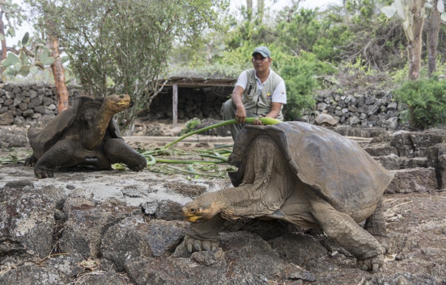 Recuperan en Galápagos especie de tortuga considerada extinta hace 150 años 