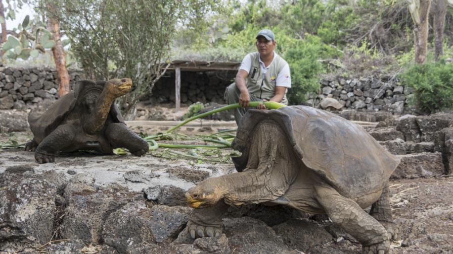 Recuperan en Galápagos especie de tortuga considerada extinta hace 150 años Recuperan en Galápagos especie de tortuga considerada extinta hace 150 años