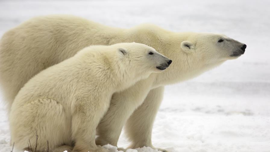 Quito será sede de la XXV Conferencia Internacional de Osos Quito será sede de la XXV Conferencia Internacional de Osos