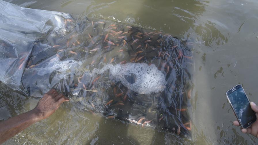 Lanzan alevines de carpas y tilapias al río Yaque del Norte Lanzan alevines de carpas y tilapias al río Yaque del Norte