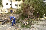 Árboles talados en residencial José Contreras serán sustituidos por otros "más amigables" Árboles talados en residencial José Contreras serán sustituidos por otros "más amigables"
