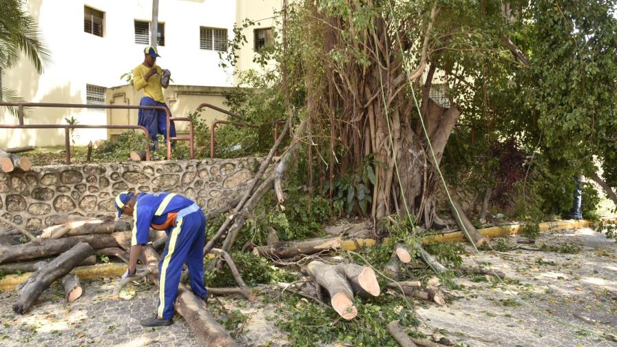 Árboles talados en residencial José Contreras serán sustituidos por otros “más amigables”