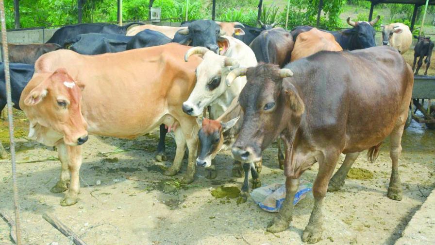 Otorgan préstamos por RD$1,000 millones a ganaderos de Monte Plata