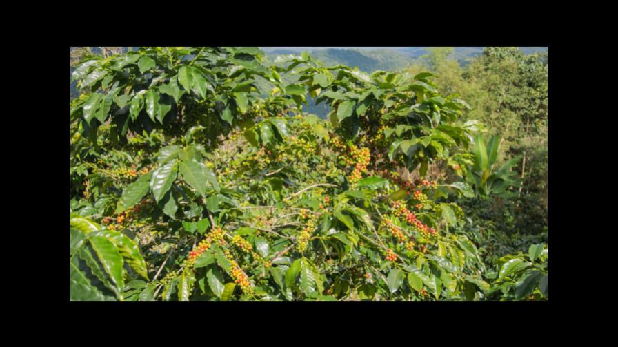 CODOCAFE produce más de 31 millones de plantas con resistencia a la Roya