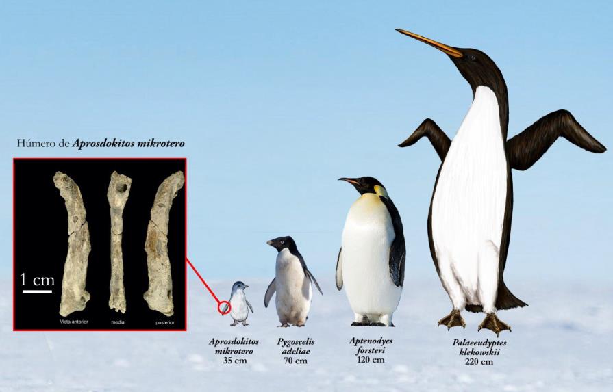 Hallan en la Antártida fósil inédito de pingüino diminuto