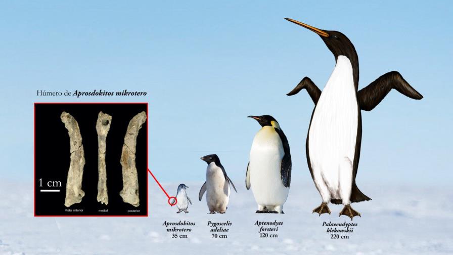 Hallan en la Antártida fósil inédito de pingüino diminuto