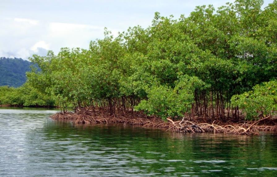 Fenómeno El Niño destruyó hasta el 70% de varios manglares de Panamá en 2016 