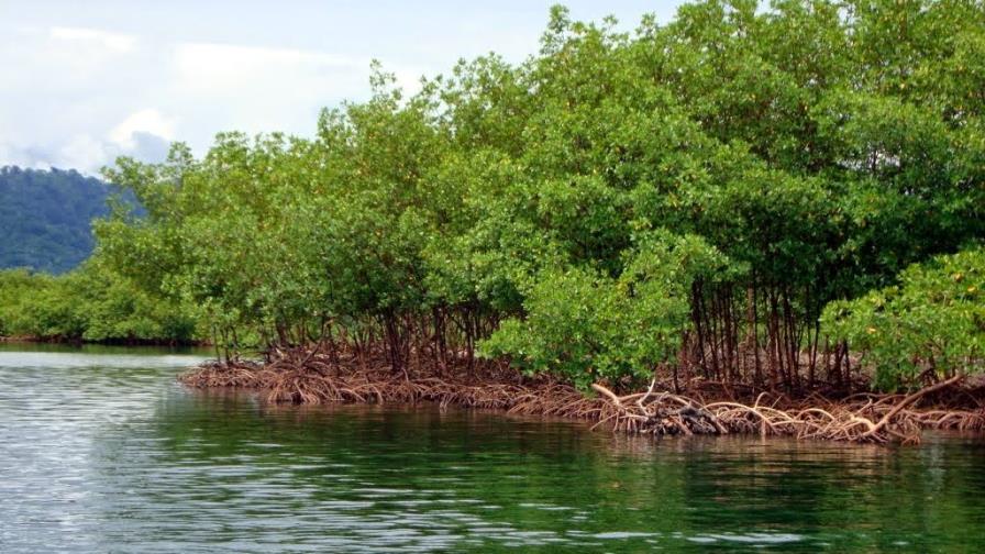 Fenómeno El Niño destruyó hasta el 70% de varios manglares de Panamá en 2016 Fenómeno El Niño destruyó hasta el 70% de varios manglares de Panamá en 2016