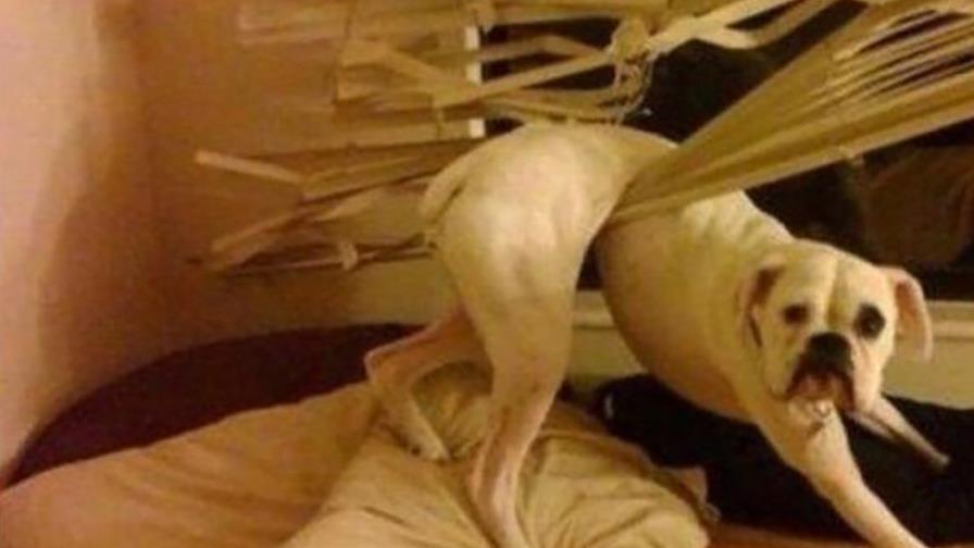 Un perro solo hace de todo