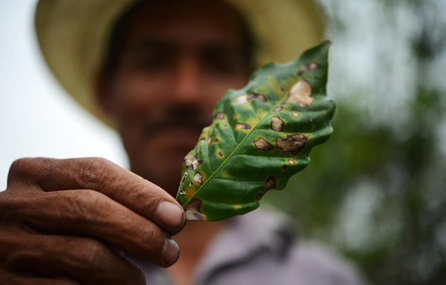 Agricultores en Colombia luchan contra enemigos del cultivo de café