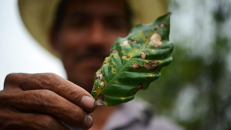 Agricultores en Colombia luchan contra enemigos del cultivo de café