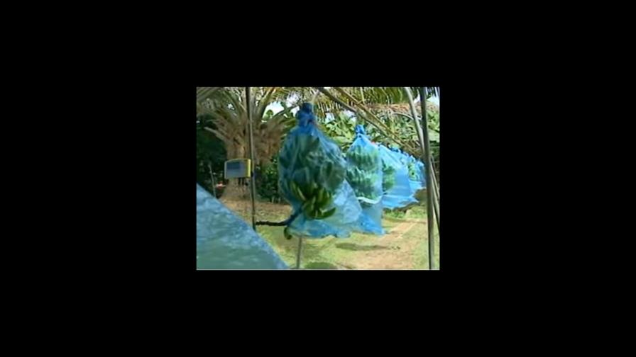 La cita anual de la industria bananera comienza en Miami