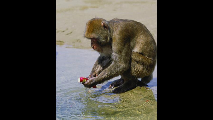  El Centésimo Mono: hacia una                       Teoría del Cambio