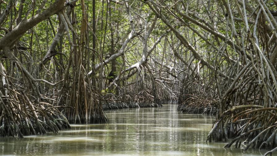 Expertos piden más divulgación para proteger manglares de Latinoamérica