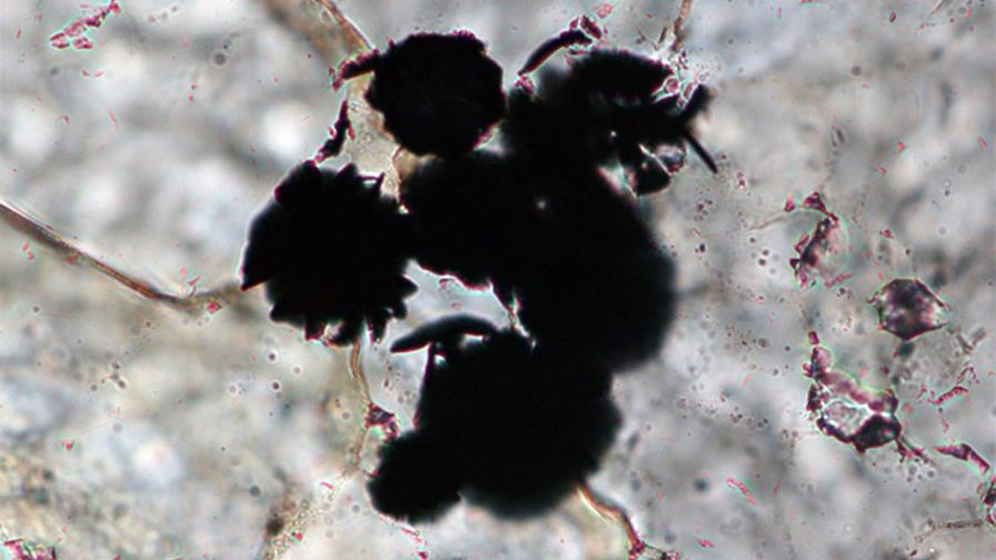 Detectan restos de posibles primeros organismos de la Tierra en rocas