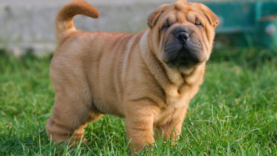 Grupo de 18 abogados defiende a perro que iba a ser sacrificado en Bolivia Grupo de 18 abogados defiende a perro que iba a ser sacrificado en Bolivia