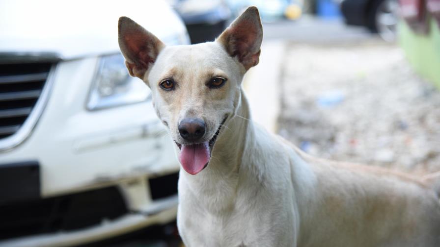 Un estudio revela que los perros realmente aman a sus dueños