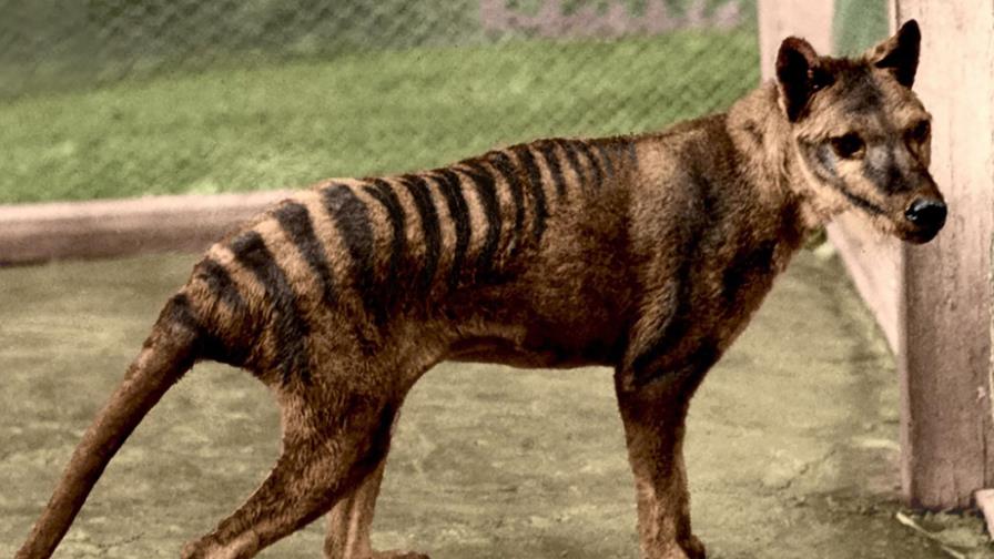 Cambio de
clima acabó con tigres de Tasmania