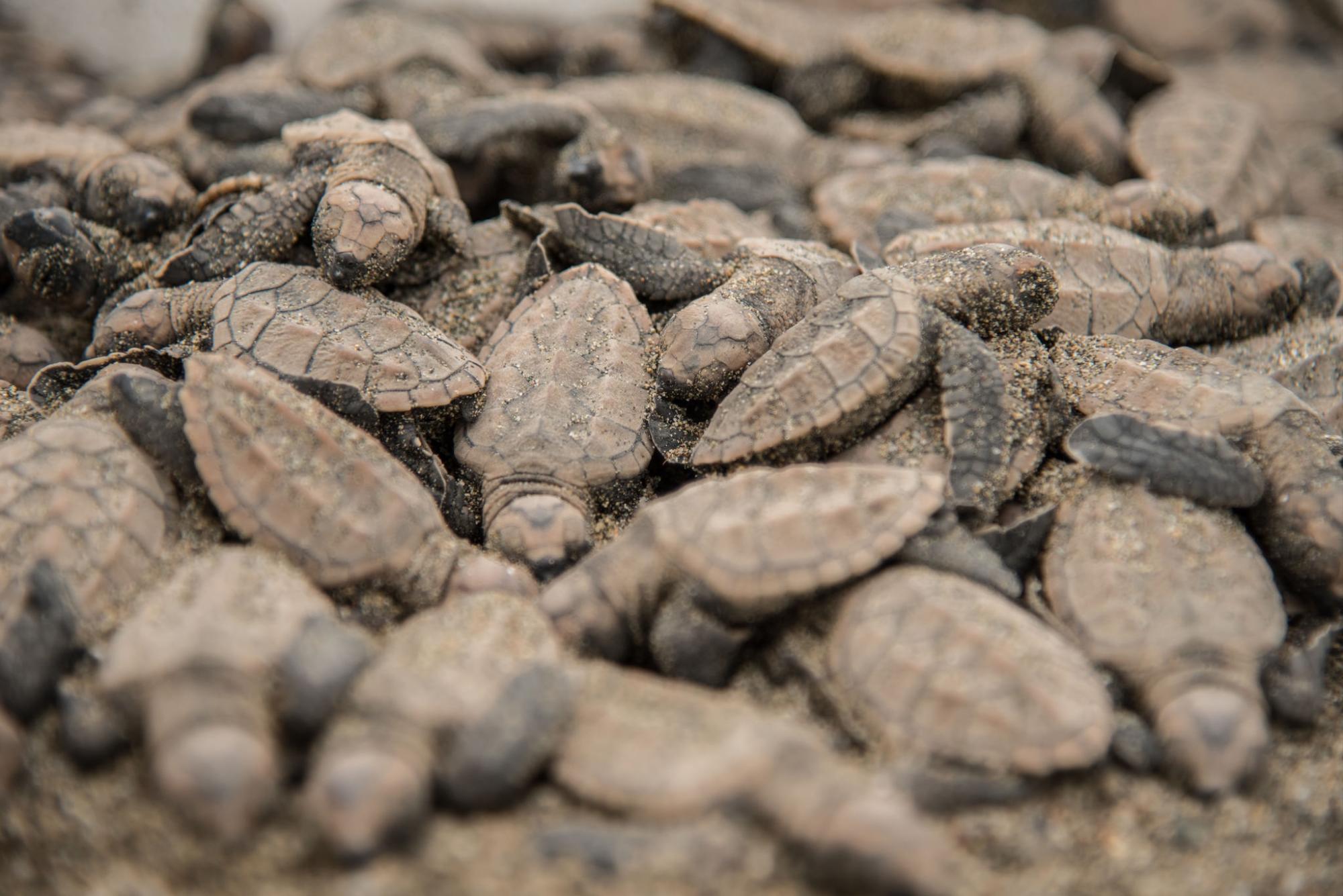 Las tortugas de carey permanecen en letargo antes de ser liberadas.