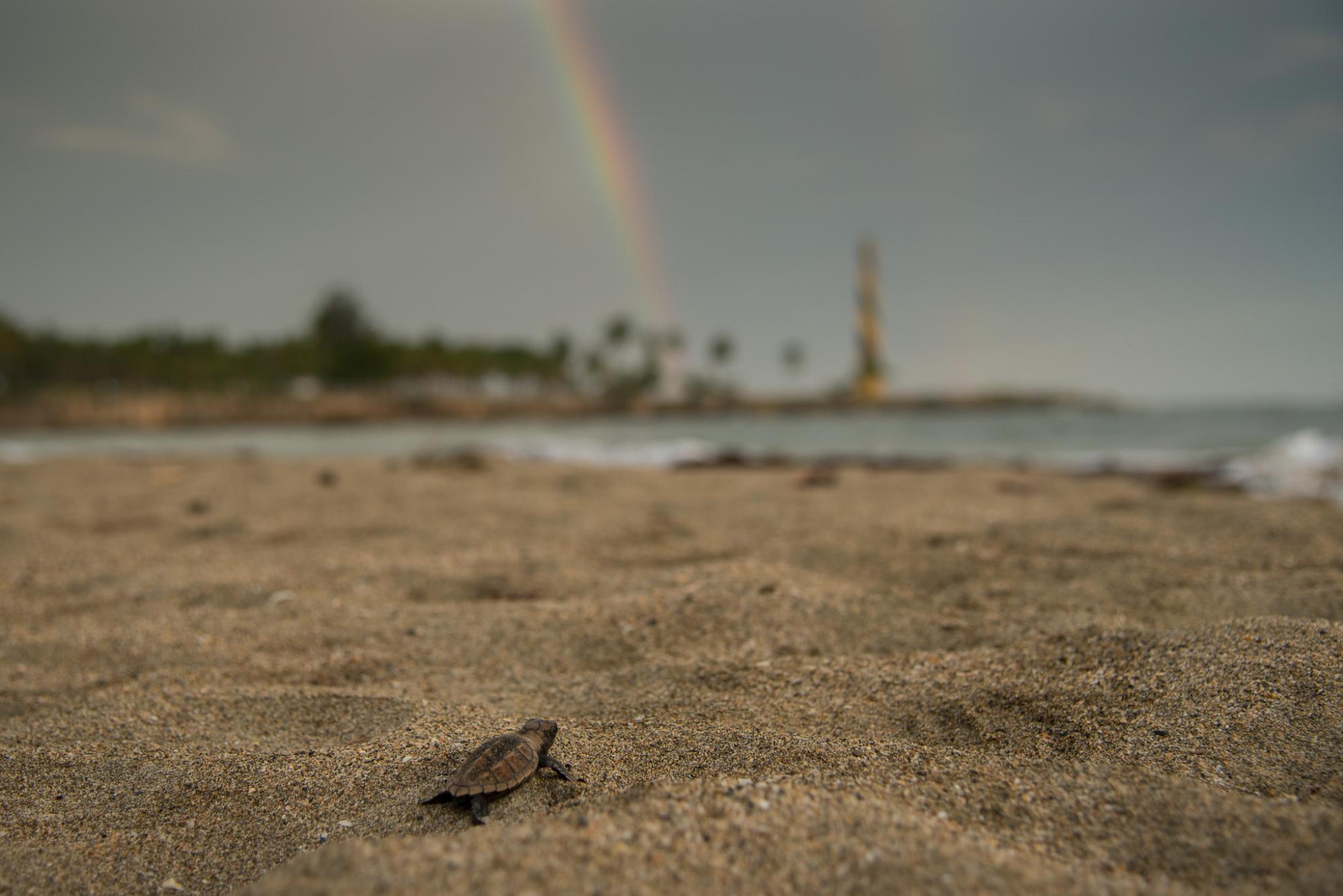 Un neonato de los 124 se dirige al mar.
