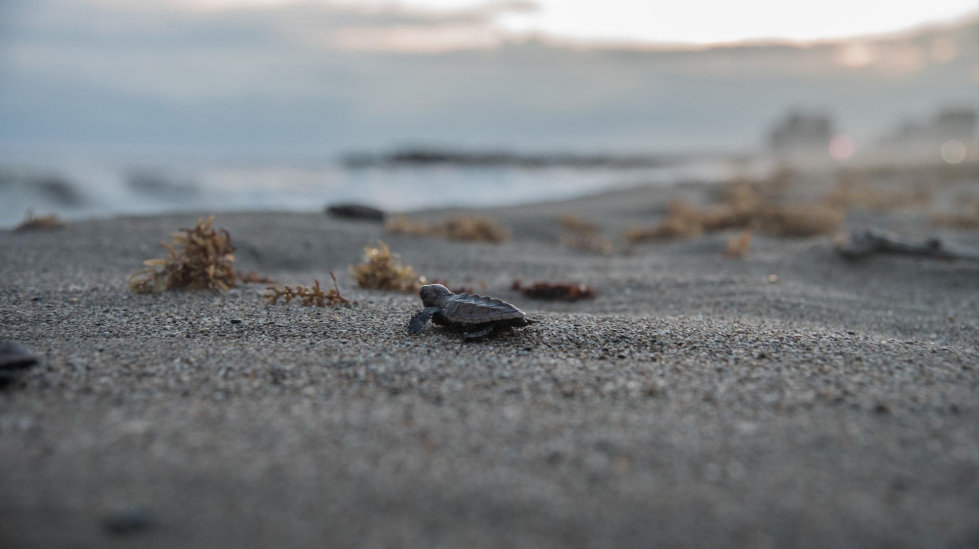 Las 124 tortugas llegaron satisfactoriamente al mar.
