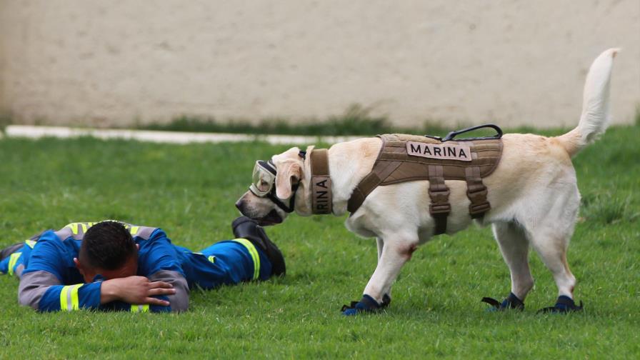 El ladrido de Frida, esperanza para las víctimas de terremotos en México El ladrido de Frida, esperanza para las víctimas de terremotos en México
