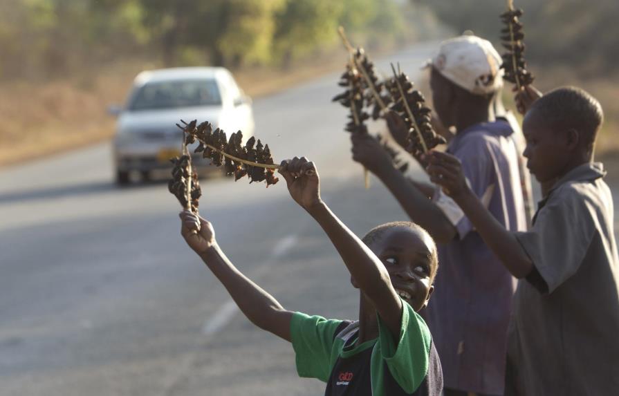 La dieta de ratones de Zimbabue