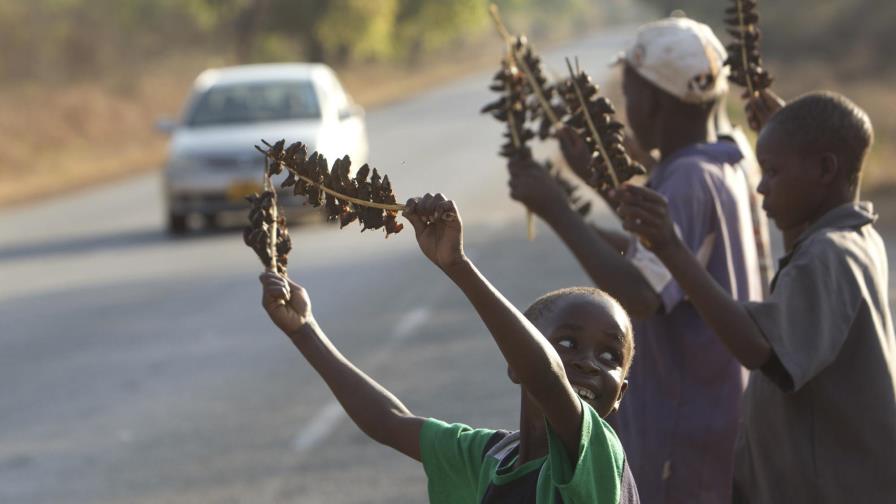 La dieta de ratones de Zimbabue La dieta de ratones de Zimbabue
