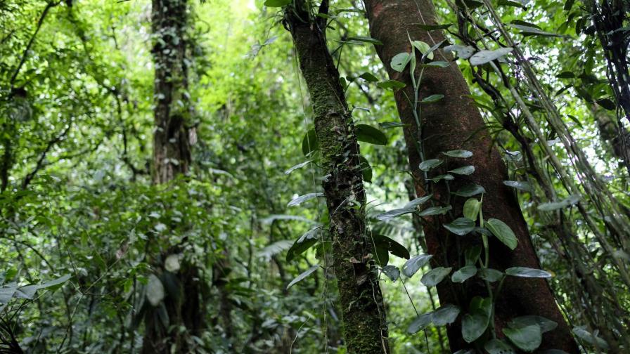 Costa Rica asume el reto descarbonizar su economía en el 2085